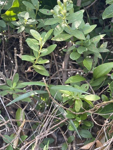 Aster baccharoides, photograph 6