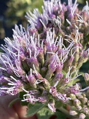 Grazielia brevipetiolata