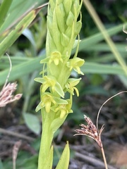 Habenaria parviflora