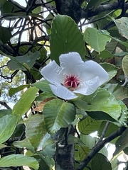 Dillenia philippinensis