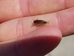 Arcitalitrus sylvaticus