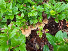 Amanita muscaria formosa