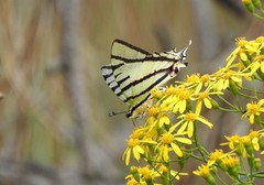 Protesilaus protesilaus