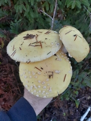Amanita muscaria formosa