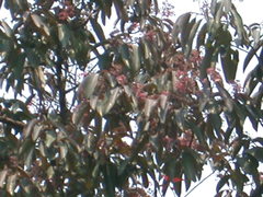 Damburneya leucocome