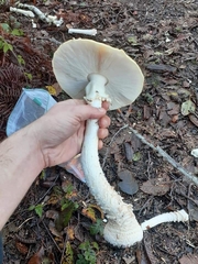 Amanita muscaria formosa