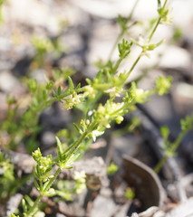 Galium gaudichaudii