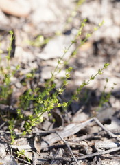 Galium gaudichaudii