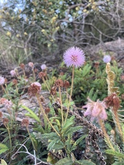 Mimosa schleidenii