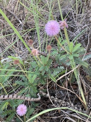 Mimosa schleidenii