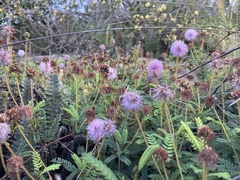 Mimosa schleidenii