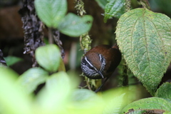 Henicorhina negreti
