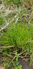 Isolepis setacea