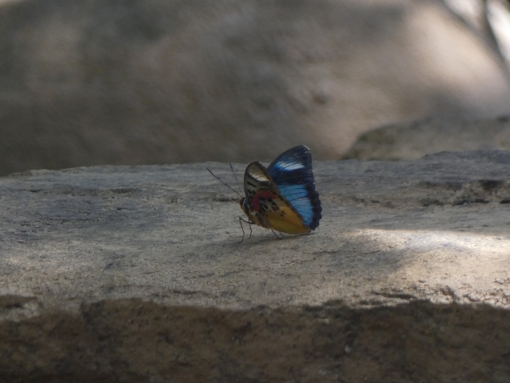 Euphaedra hastiri
