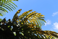 Alpinia boia