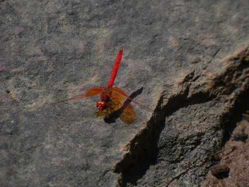 Orange-winged Dropwing