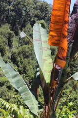 Musa acuminata zebrina