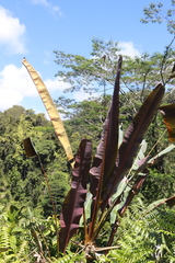 Musa acuminata zebrina