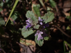 Ajuga australis