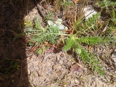 Acaena pinnatifida californica