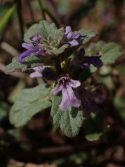 Ajuga australis