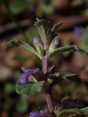 Ajuga australis