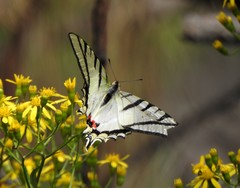 Protesilaus protesilaus