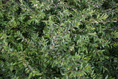 Buxus sempervirens