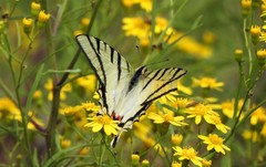 Protesilaus protesilaus