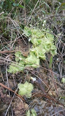 Pinguicula sharpii