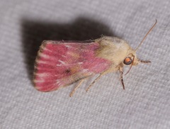 Schinia sanguinea