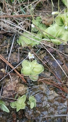 Pinguicula sharpii