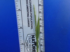Limnodea arkansana