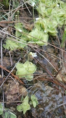 Pinguicula sharpii