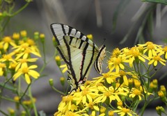 Protesilaus protesilaus