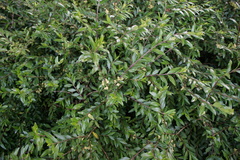 Buxus sempervirens