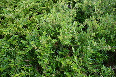 Buxus sempervirens