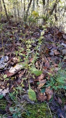 Solidago hispida hispida