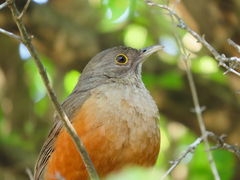 Turdus rufiventris