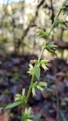 Solidago hispida hispida
