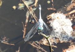 Micrathyria aequalis