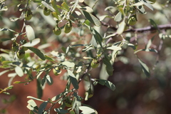 Santalum lanceolatum