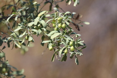 Santalum lanceolatum