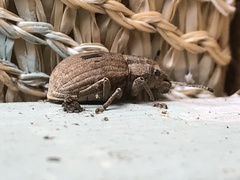 Eurymetopus birabeni