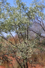 Santalum lanceolatum