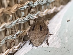 Eurymetopus birabeni