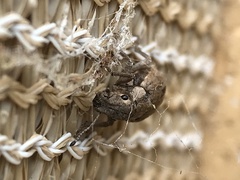 Eurymetopus birabeni