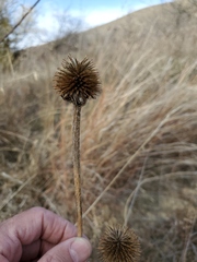 Echinacea angustifolia