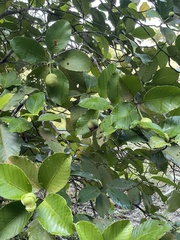 Dillenia philippinensis