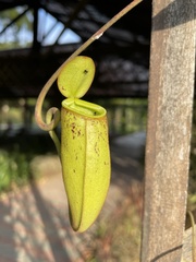 Nepenthes × trichocarpa